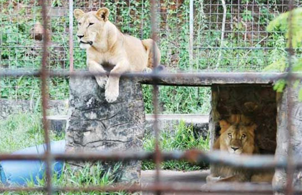Teuk Chhou Zoo Wildlife 2